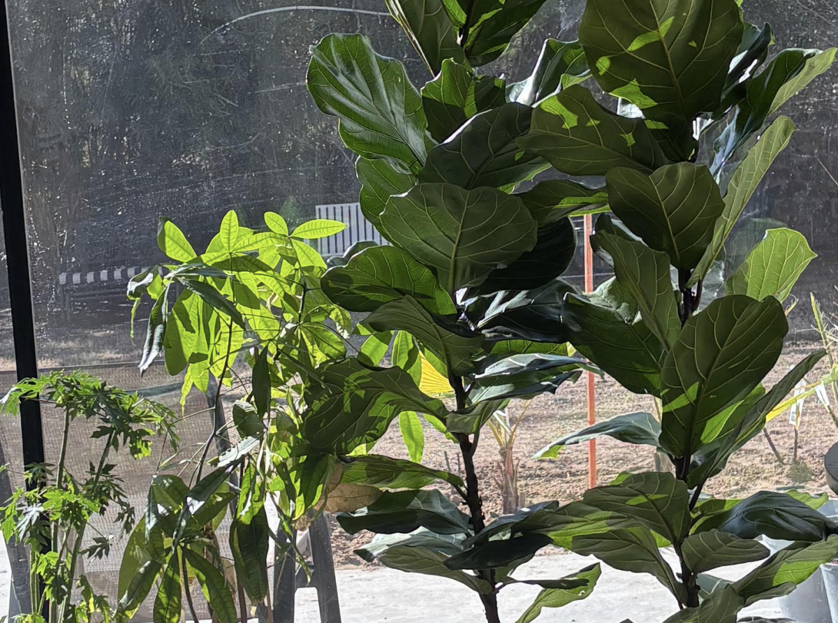 Primavera en Febrero